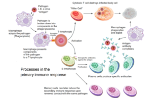 natural immunity and first pfizer shot