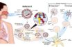 what is a coronavirus