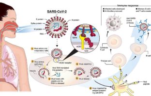 what is a coronavirus