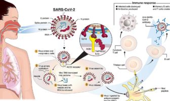 what is a coronavirus