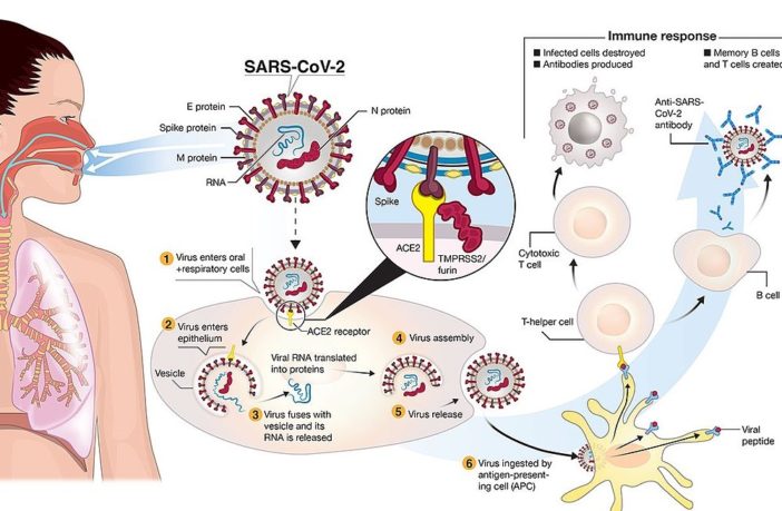 what is a coronavirus