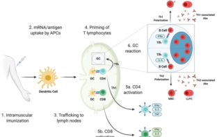 is long term immunity to covid possible