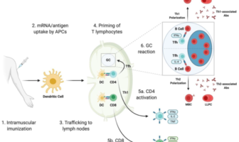 is long term immunity to covid possible