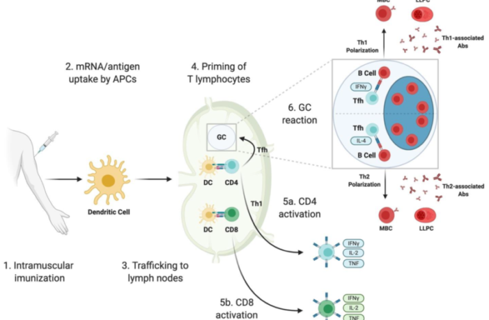 is long term immunity to covid possible