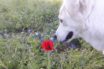 learning to smell again