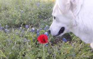 learning to smell again