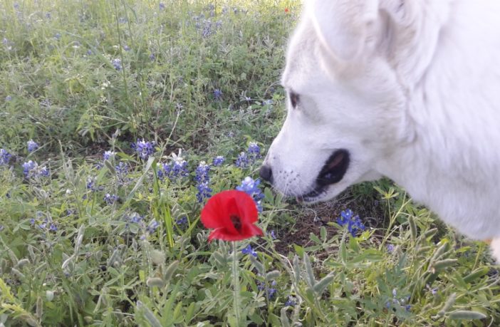 learning to smell again