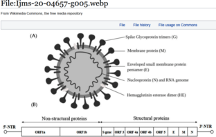 about covid virus variants