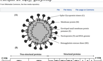 about covid virus variants