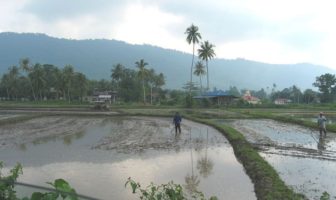 coronavirus jumped from Malaysian dogs