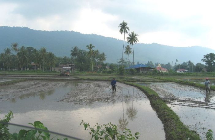 coronavirus jumped from Malaysian dogs