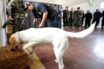 trained sniffer dogs can detect coronavirus