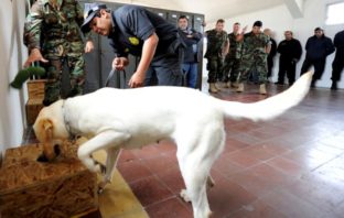 trained sniffer dogs can detect coronavirus