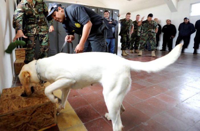 trained sniffer dogs can detect coronavirus