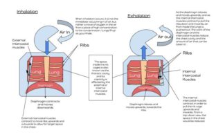 aspergillosis fungal infections and covid-19