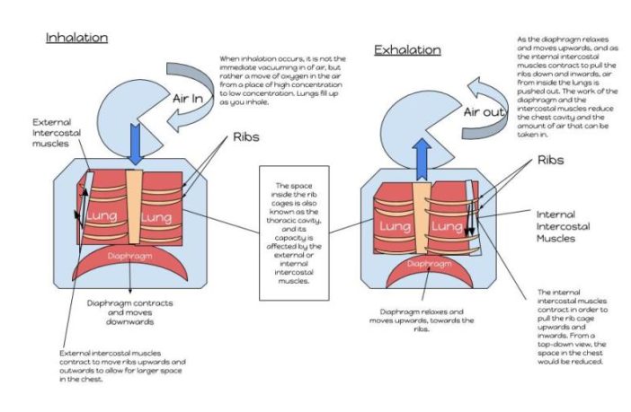 aspergillosis fungal infections and covid-19
