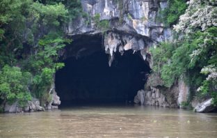 did a covid bat come from a cave