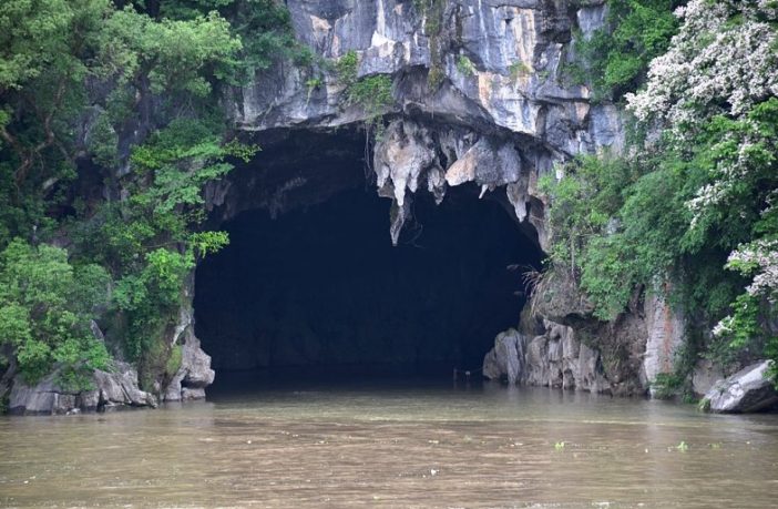 did a covid bat come from a cave