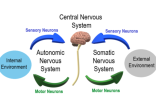 could covid-19 shrink our brain grey matter
