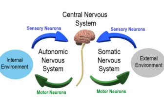 could covid-19 shrink our brain grey matter
