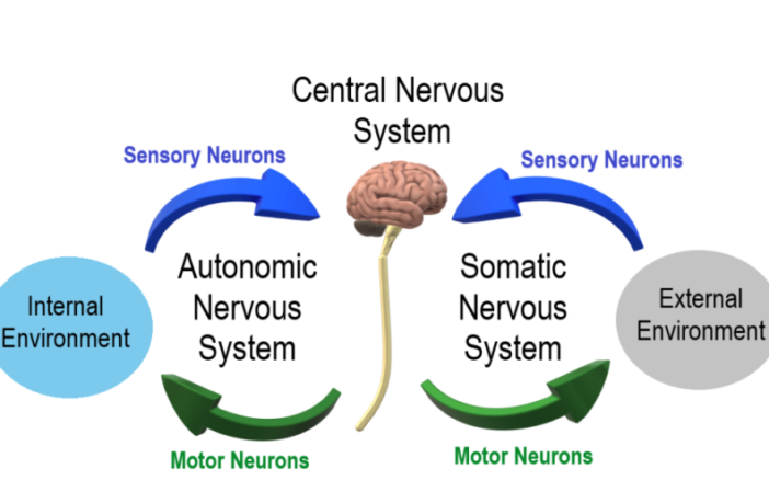 could covid-19 shrink our brain grey matter