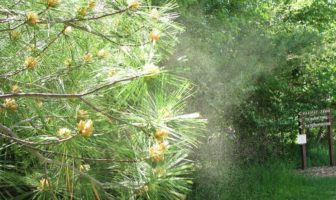 transmission from a distance is more likely