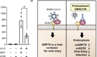 molecular chaperone grp78