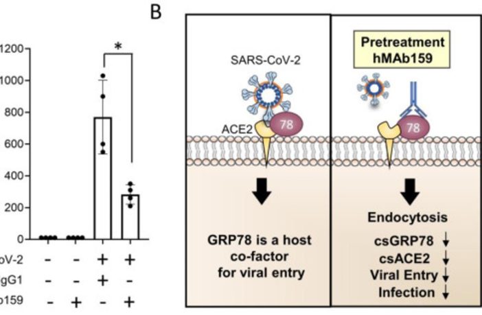 molecular chaperone grp78