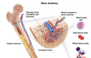 mild covid-19 could leave long protection