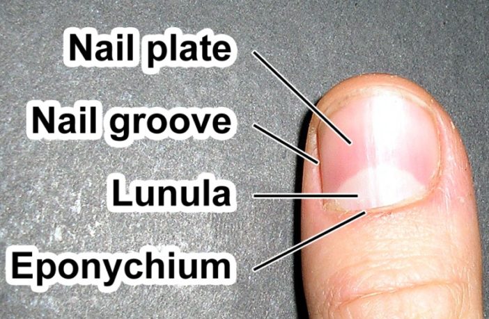 are covid fingernails a sign of antibodies
