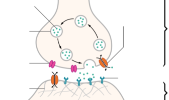 therapists search for long-covid treatment