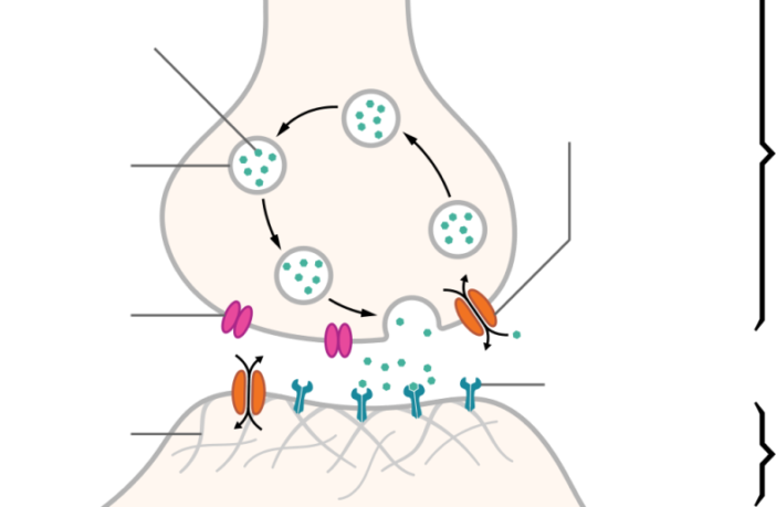 therapists search for long-covid treatment