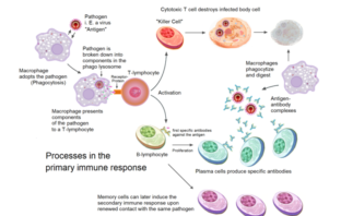 new data on vaccine effectiveness