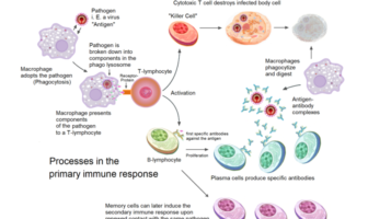 new data on vaccine effectiveness