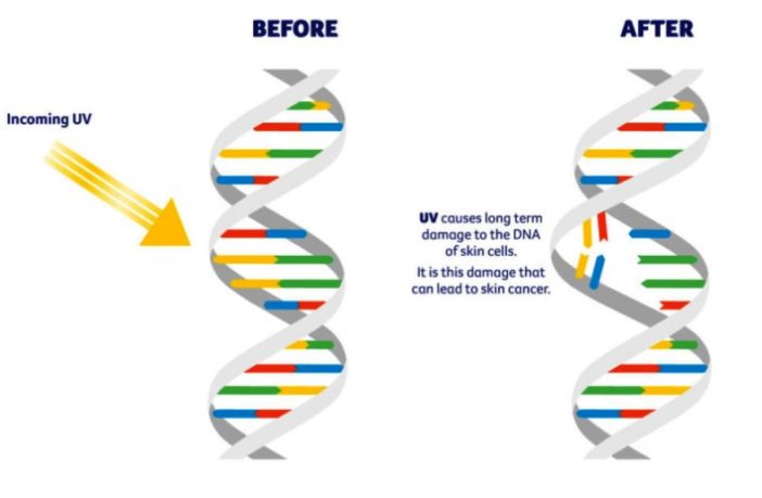 do covid virus live longer with sunscreen