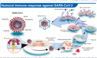 is durable immunity an end to the pandemic