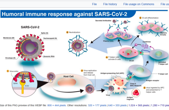 is durable immunity an end to the pandemic