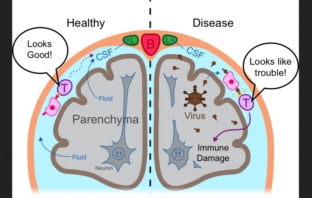 immune sanctuaries preventing inflammation