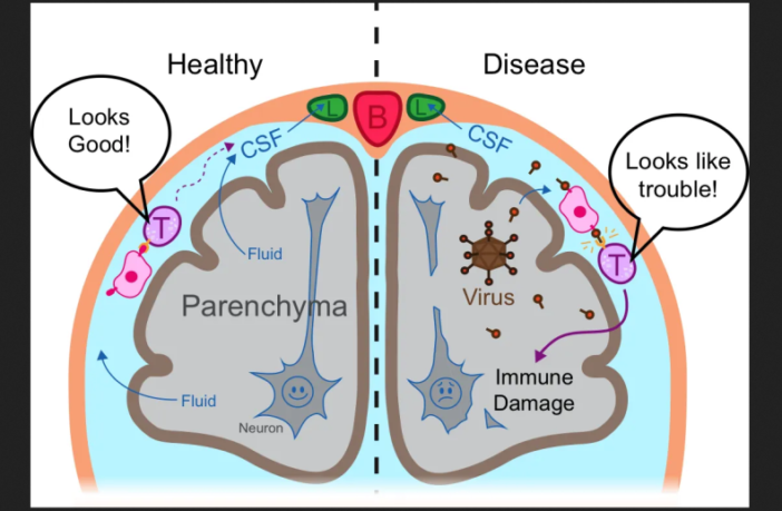 immune sanctuaries preventing inflammation