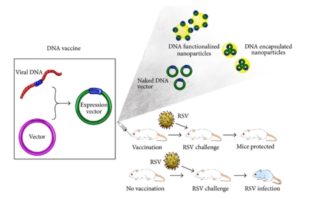 a universal coronavirus vaccine for next time