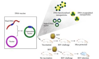a universal coronavirus vaccine for next time