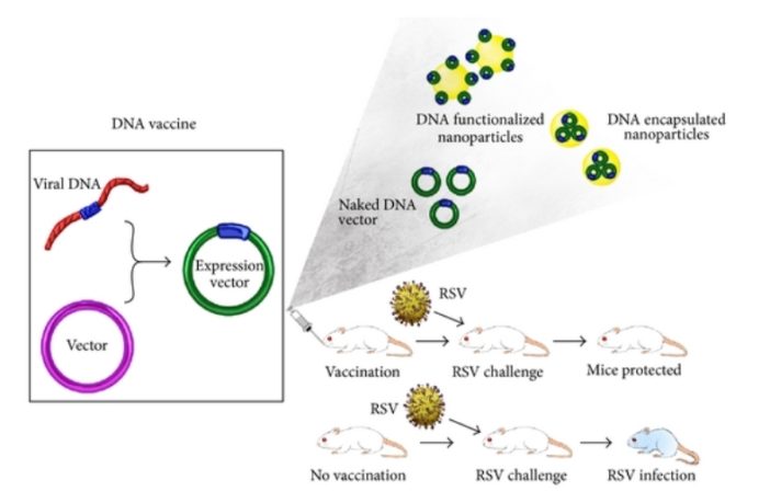 a universal coronavirus vaccine for next time