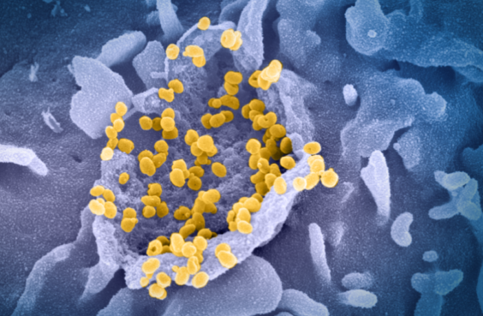 could the covid virus become less lethal