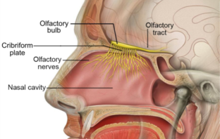clue to long term COVID may lie in the brain