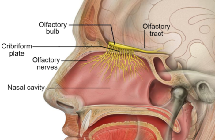 clue to long term COVID may lie in the brain