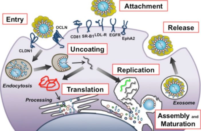 reserves of chronic covid fostering fatigue