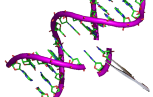 scientists block coronavirus replication in lab
