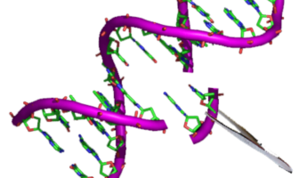 scientists block coronavirus replication in lab