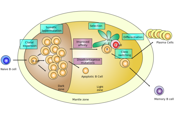 mrna vaccines