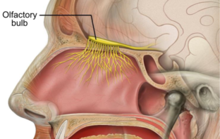 long covid memory loss is a concern